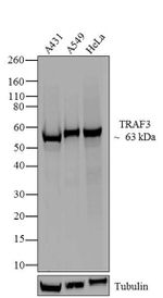 TRAF3 Antibody in Western Blot (WB)