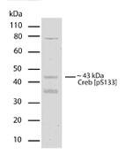 Phospho-CREB (Ser133) Antibody in Western Blot (WB)