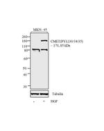 Phospho-c-Met (Tyr1230, Tyr1234, Tyr1235) Antibody in Western Blot (WB)