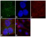 Phospho-FAK (Tyr861) Antibody in Immunocytochemistry (ICC/IF)