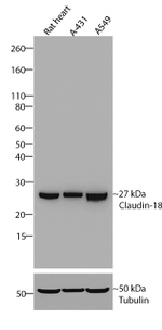 Claudin 18 Antibody in Western Blot (WB)