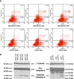 Caspase 3 Antibody in Western Blot (WB)