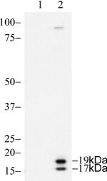 Caspase 3 Antibody in Western Blot (WB)