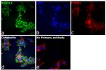 RAB11A Antibody in Immunocytochemistry (ICC/IF)