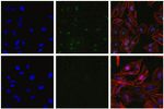 RAB11A Antibody in Immunocytochemistry (ICC/IF)