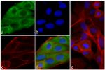 RAB11A Antibody in Immunocytochemistry (ICC/IF)