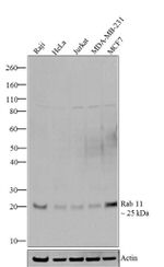 RAB11A Antibody in Western Blot (WB)