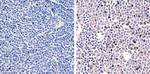 STAT4 Antibody in Immunohistochemistry (Paraffin) (IHC (P))