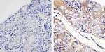 STAT4 Antibody in Immunohistochemistry (Paraffin) (IHC (P))