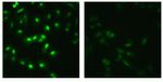 STAT4 Antibody in Immunocytochemistry (ICC/IF)