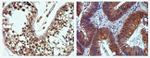 STAT4 Antibody in Immunohistochemistry (Paraffin) (IHC (P))