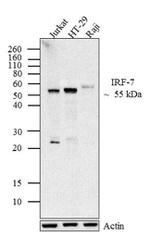 IRF7 Antibody in Western Blot (WB)