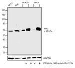 IRF7 Antibody in Western Blot (WB)