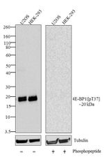 Phospho-4EBP1 (Thr37) Antibody in Western Blot (WB)