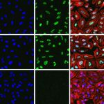 Phospho-MNK1 (Thr197, Thr202) Antibody in Immunocytochemistry (ICC/IF)