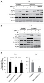 Phospho-STAT6 (Tyr641) Antibody in Western Blot (WB)