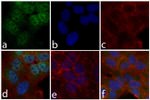 Phospho-STAT6 (Tyr641) Antibody