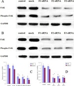 Phospho-FAK (Tyr397) Antibody in Western Blot (WB)