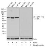 Phospho-AKT1 (Ser473) Antibody