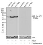 Phospho-AKT1 (Ser473) Antibody in Western Blot (WB)