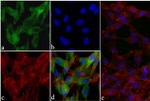 Phospho-AKT1 (Ser473) Antibody in Immunocytochemistry (ICC/IF)