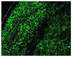 Connexin 30 Antibody in Immunohistochemistry (Paraffin) (IHC (P))