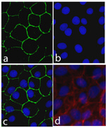 Connexin 30 Antibody in Immunocytochemistry (ICC/IF)