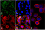 c-Met Antibody in Immunocytochemistry (ICC/IF)