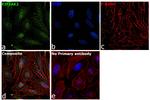 PKR Antibody in Immunocytochemistry (ICC/IF)