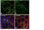 EGFR Antibody