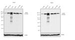 EGFR Antibody