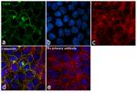 EGFR Antibody in Immunocytochemistry (ICC/IF)