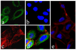 EGFR Antibody in Immunocytochemistry (ICC/IF)