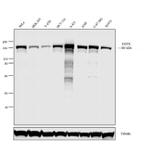 EGFR Antibody in Western Blot (WB)