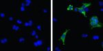 MDA5 Antibody in Immunocytochemistry (ICC/IF)