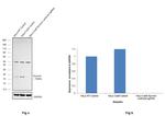 Survivin Antibody in Western Blot (WB)