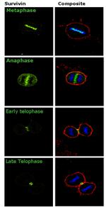 Survivin Antibody