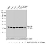 Survivin Antibody in Western Blot (WB)