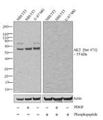 Phospho-AKT1 (Ser473) Antibody in Western Blot (WB)