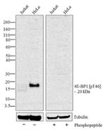 Phospho-4EBP1 (Thr46) Antibody in Western Blot (WB)