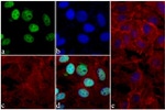 Phospho-4EBP1 (Thr46) Antibody in Immunocytochemistry (ICC/IF)