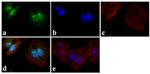 Phospho-p53 (Ser15) Antibody in Immunocytochemistry (ICC/IF)