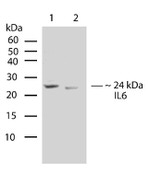 IL-6 Antibody in Western Blot (WB)