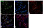 MCP-1 Antibody in Immunocytochemistry (ICC/IF)