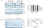 MDM2 Antibody in Western Blot (WB)