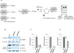 MDM2 Antibody in Western Blot (WB)