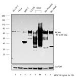 MDM2 Antibody in Western Blot (WB)