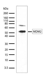 MDM2 Antibody in Western Blot (WB)