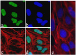 c-Myc Antibody in Immunocytochemistry (ICC/IF)