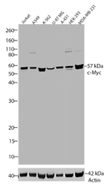 c-Myc Antibody in Western Blot (WB)